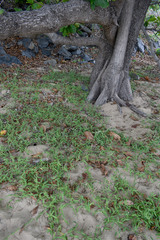 Thuarea involuta