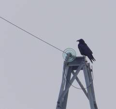 Corvus corax