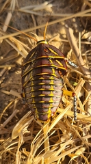 Polyzosteria mitchelli