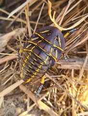 Polyzosteria mitchelli