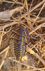 Polyzosteria mitchelli