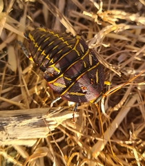 Polyzosteria mitchelli