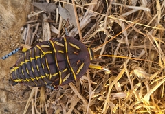 Polyzosteria mitchelli