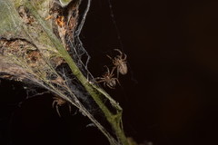 Stegodyphus sarasinorum