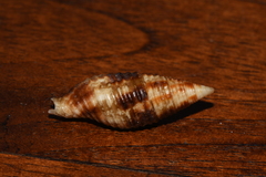 Mitridae