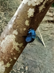 Xylocopa caerulea