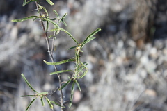 Solanum ferocissimum