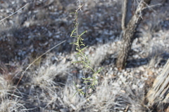 Solanum ferocissimum