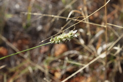 Thyridolepis mitchelliana