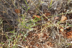 Thyridolepis mitchelliana