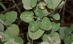 Pseudodictamnus acetabulosus