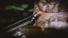 Zoniferella albobalteata