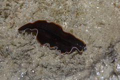 Pseudobiceros hancockanus