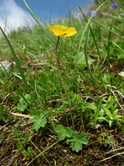 Ranunculus crassifolius
