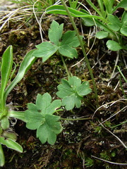 Ranunculus crassifolius