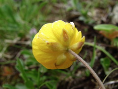 Ranunculus crassifolius
