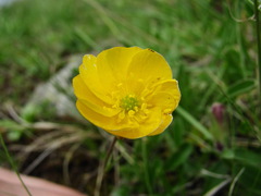 Ranunculus crassifolius