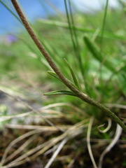 Ranunculus crassifolius