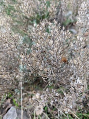 Odontarrhena tortuosa