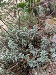 Odontarrhena tortuosa