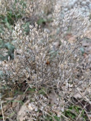 Odontarrhena tortuosa