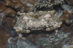 Euxanthus exsculptus