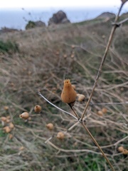 Silene latifolia alba