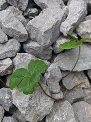 Heracleum ligusticifolium