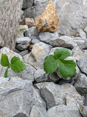 Heracleum ligusticifolium