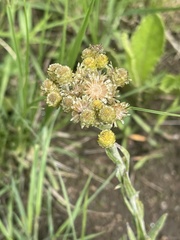 Helichrysum cephaloideum