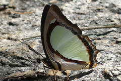 Polyura jalysus
