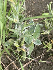 Helichrysum cephaloideum
