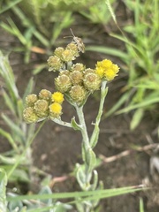 Helichrysum cephaloideum