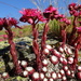 Sempervivum arachnoideum - Photo (c) Alba Rovira,  זכויות יוצרים חלקיות (CC BY-NC), הועלה על ידי Alba Rovira