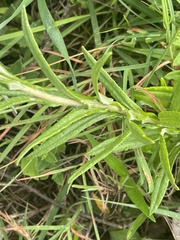 Helichrysum miconiifolium