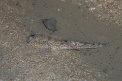 Periophthalmus chrysospilos