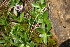Primula integrifolia