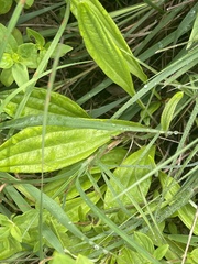 Helichrysum miconiifolium