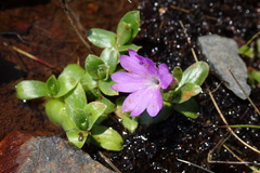Primula integrifolia