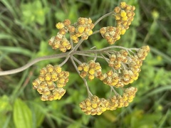 Helichrysum miconiifolium