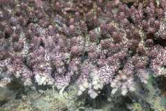 Acropora millepora