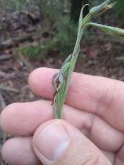 Calochilus gracillimus