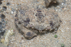 Euxanthus exsculptus