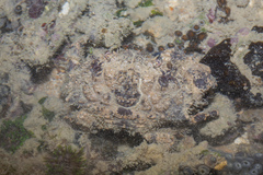 Euxanthus exsculptus