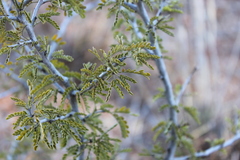 Archidendropsis basaltica