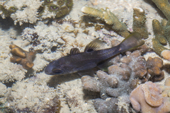 Apogonichthyoides melas