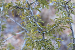 Archidendropsis basaltica