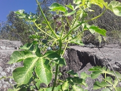 Manihot anisophylla