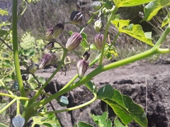 Manihot anisophylla