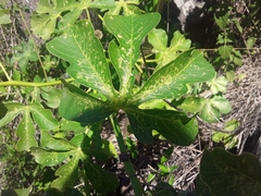 Manihot anisophylla